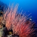 seawhip_jg_v_0705_png0798.jpg